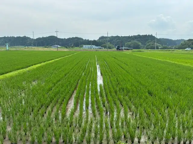 株が根づき青々と育った稲が一面に広がる田んぼの様子