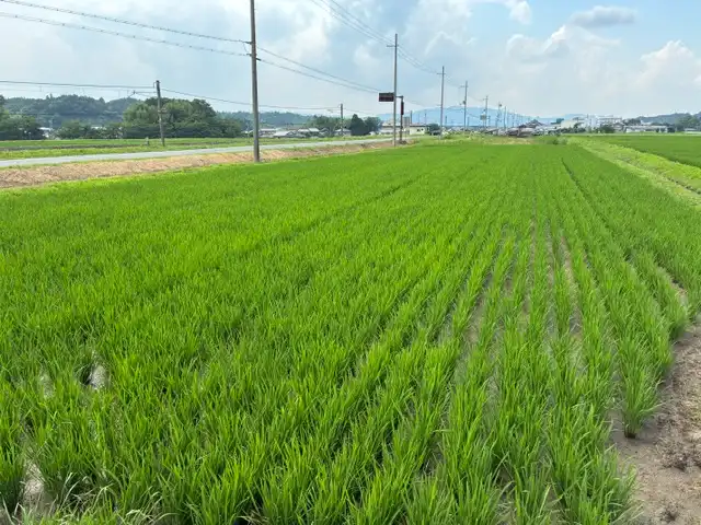 青空の下、青々と育った稲が力強く伸びる田んぼの様子