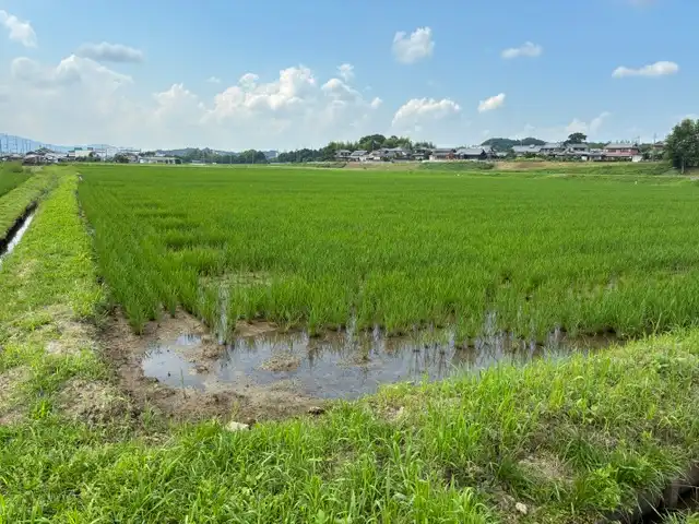 稲がぐんぐん育っています!青々とした田んぼの成長レポート
