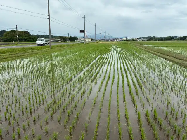 水を張った田んぼに丈の低い苗が等間隔に並ぶ、田植え直後の様子