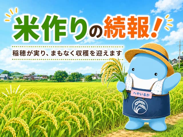米作りの続報！稲穂が実り、まもなく収穫を迎えますの画像
