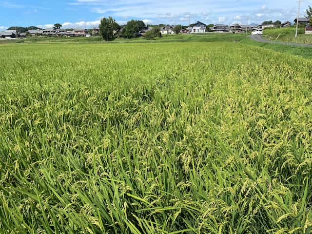 米作りの続報！稲穂が実り、まもなく収穫を迎えますの画像